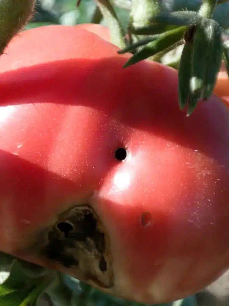 Petit trou rond dans une tomate mûre encore sur le plant