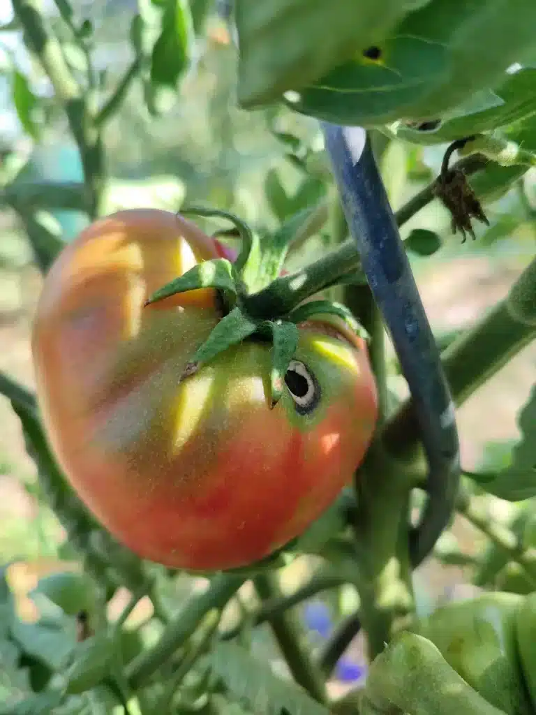 Trou rond près du pédoncule d’une tomate en cours de maturation
