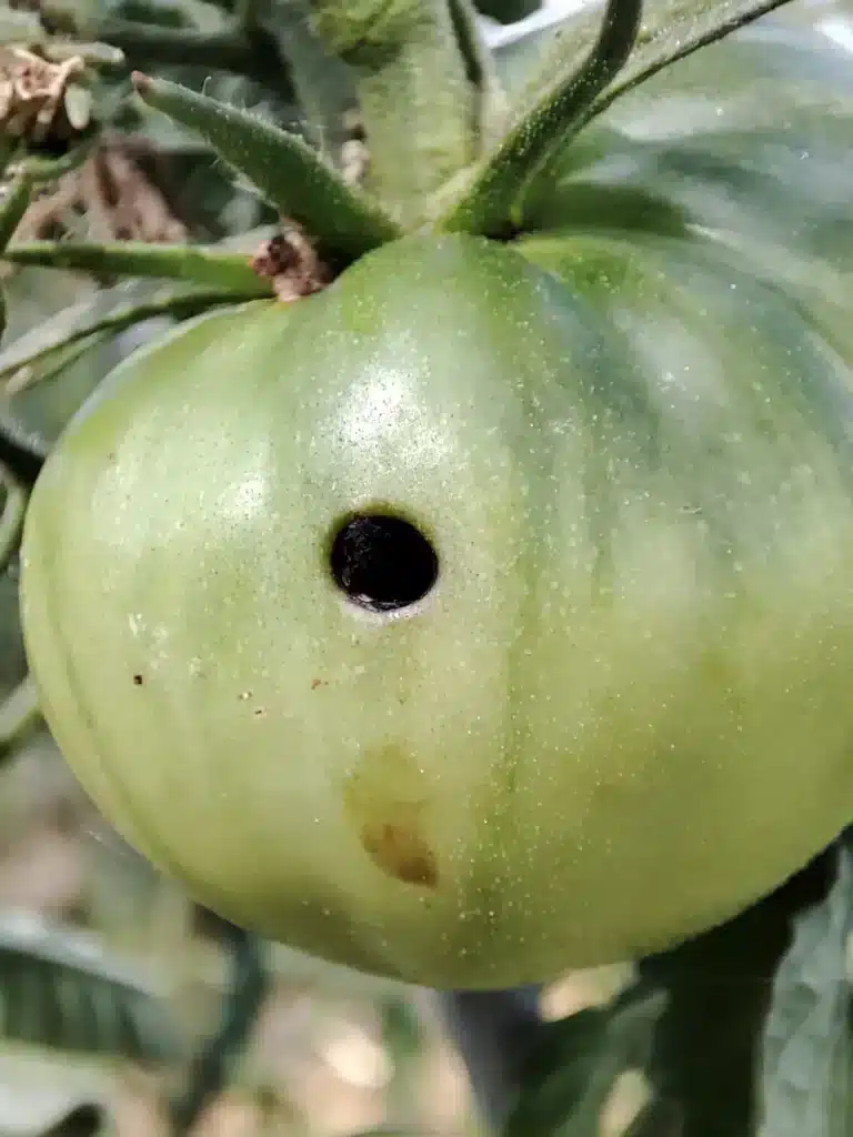 Trou rond et profond dans une tomate verte encore sur le plant