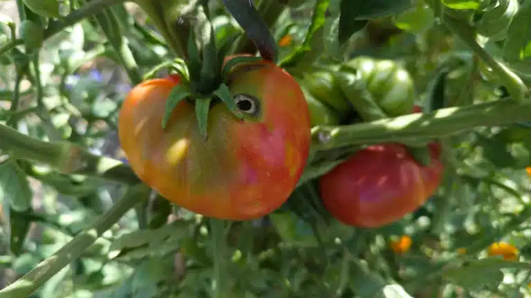 Tomate mûrissante sur le plant avec trou rond près du pédoncule