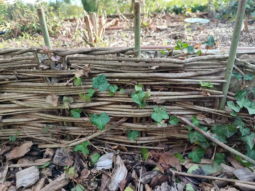 Bordure de bac potager en branches tressées avec du lierre entre les rameaux