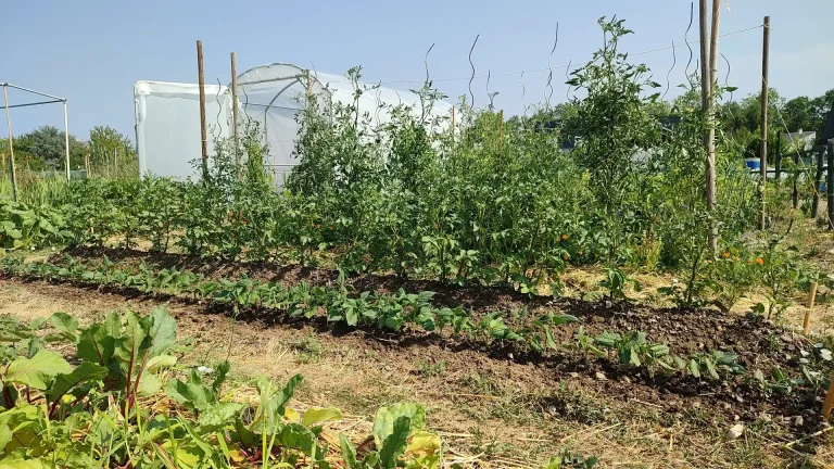 Parcelle de jardin familial en été, avec des rangs de légumes, des tomates tuteurées et une serre.
