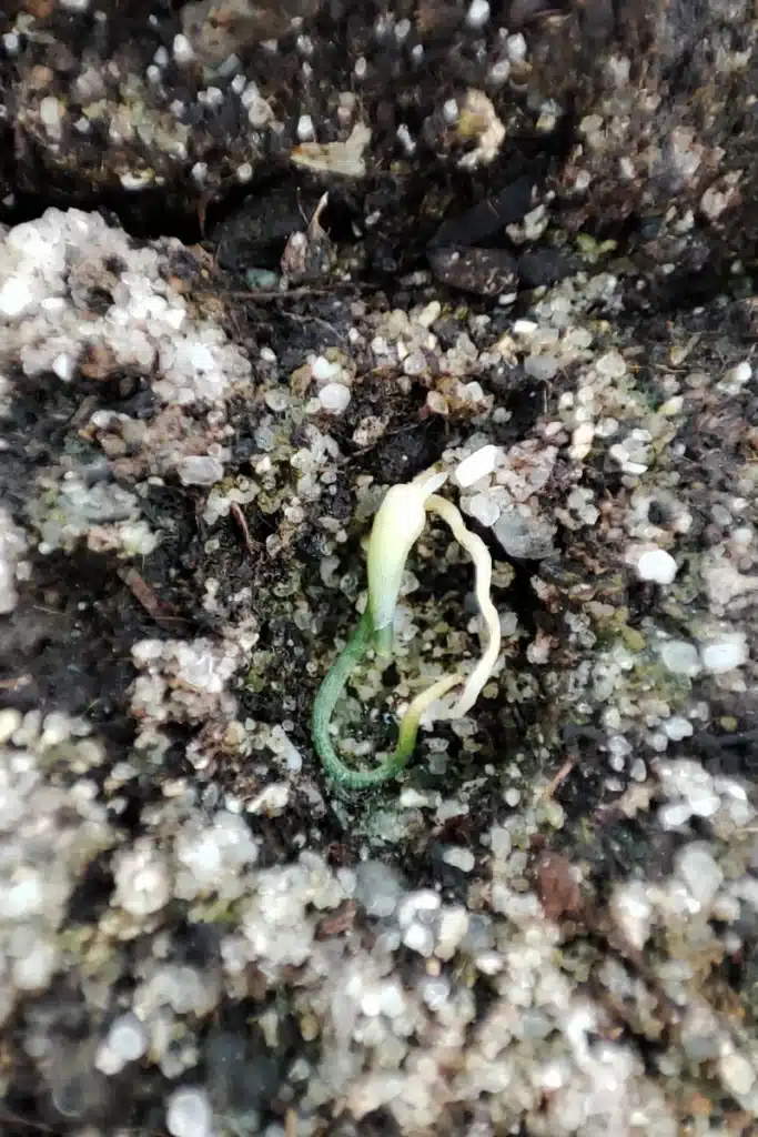Jeune plant d’oignon dont la racine n'a pas réussi à rentrer dans la mini-motte