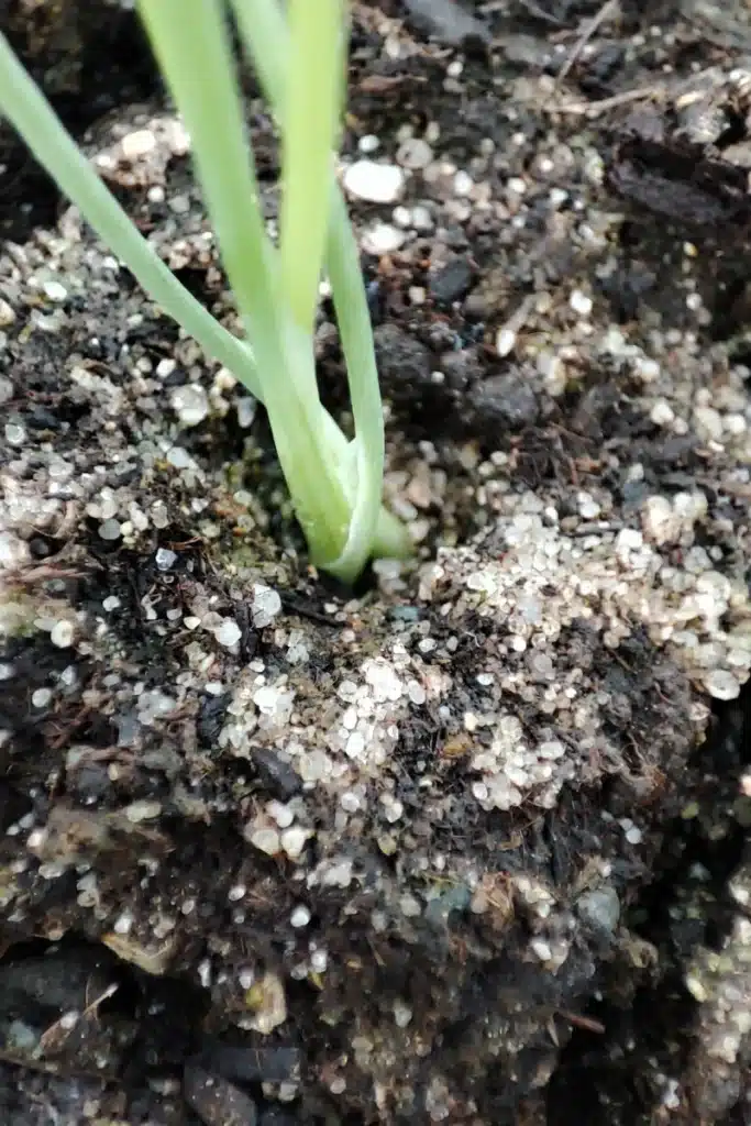 Jeunes plants d’oignon bien implantés dans une mini-motte
