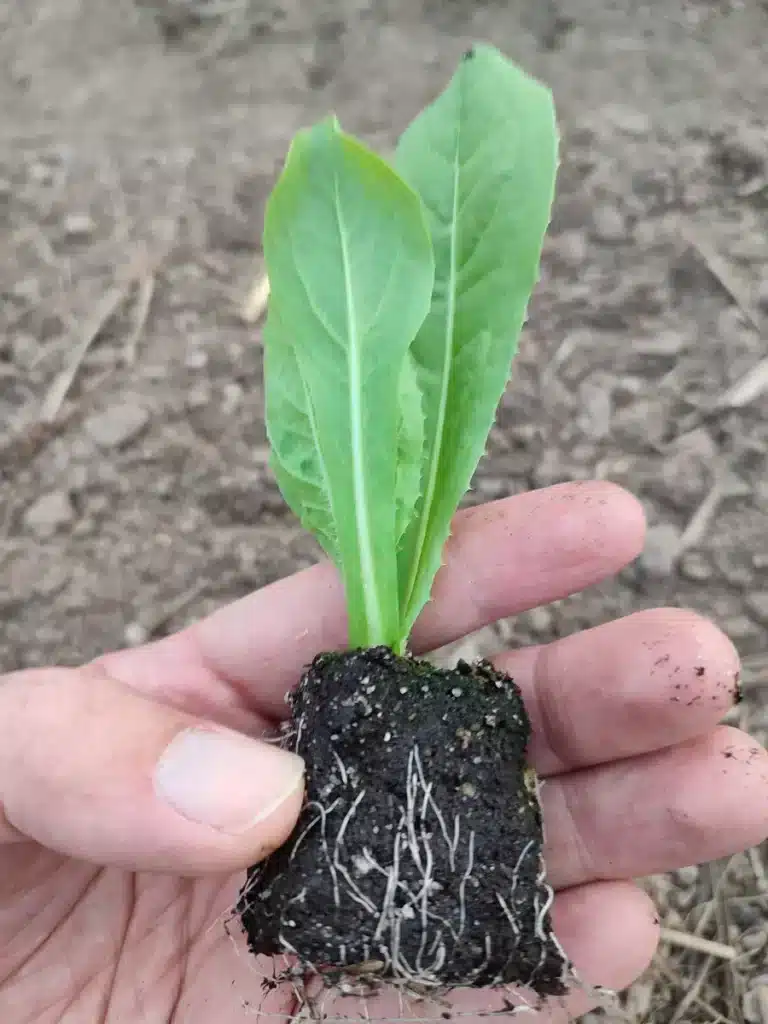 Plant de chicorée en mini-motte avec racines blanches visibles