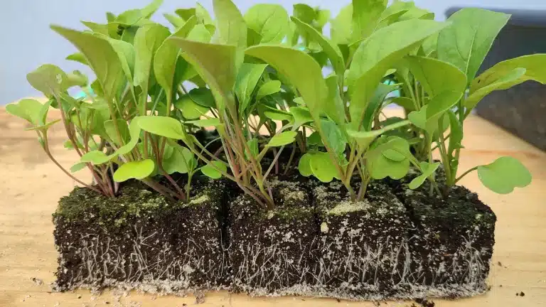 Jeunes plants de roquette en mini-mottes multiplants, avec les racines visibles sur les faces du terreau.