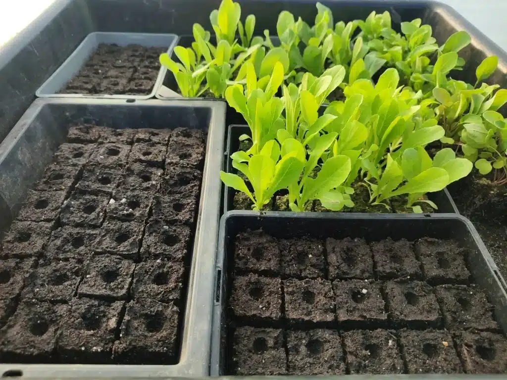 Plateau de mini-mottes montrant à la fois le stade semis et des plants déjà bien développés