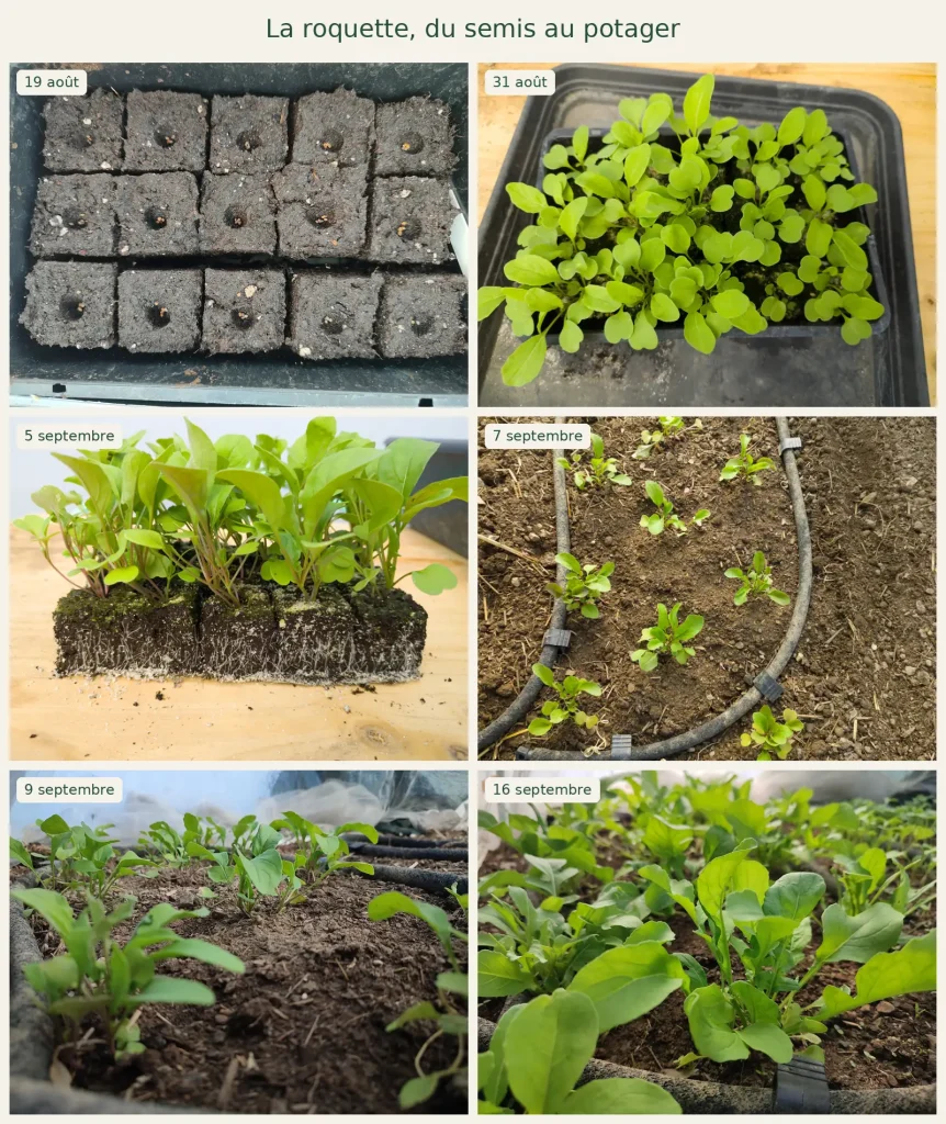 Six photos datées montrant la roquette du semis en mini-mottes à sa croissance au potager, du 19 août au 16 septembre.